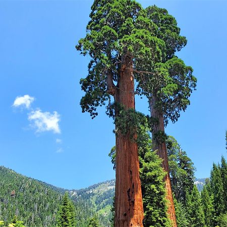 Redwood Retreat, Mountains, Adventure And Nature Ponderosa Εξωτερικό φωτογραφία
