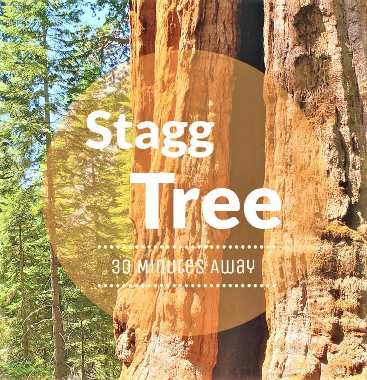 Redwood Retreat, Mountains, Adventure And Nature Ponderosa Εξωτερικό φωτογραφία