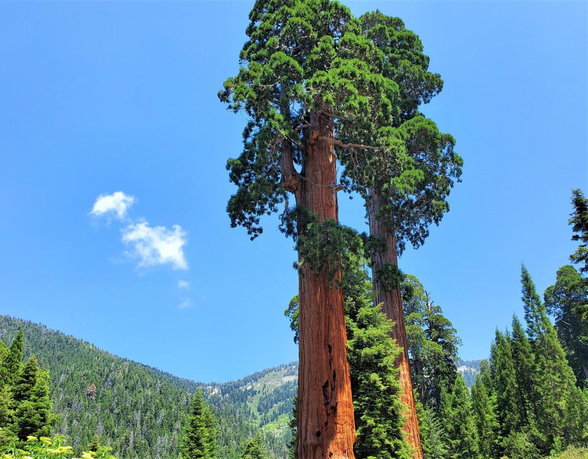 Redwood Retreat, Mountains, Adventure And Nature Ponderosa Εξωτερικό φωτογραφία