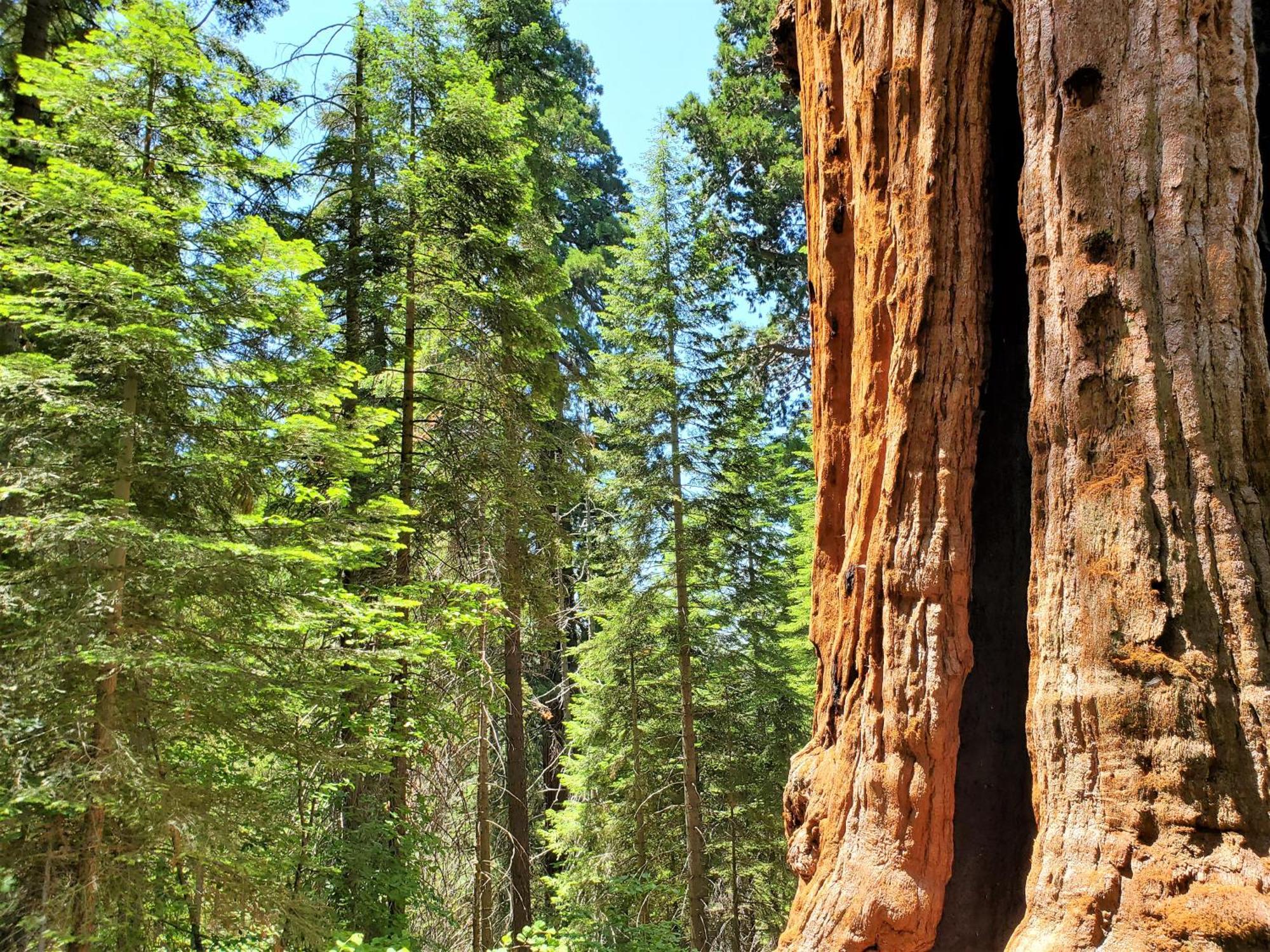 Redwood Retreat, Mountains, Adventure And Nature Ponderosa Εξωτερικό φωτογραφία